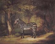George Stubbs A Zebra oil on canvas